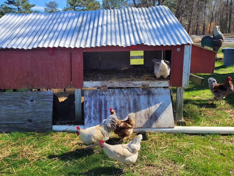 chicken coop_web - Camp Hanover