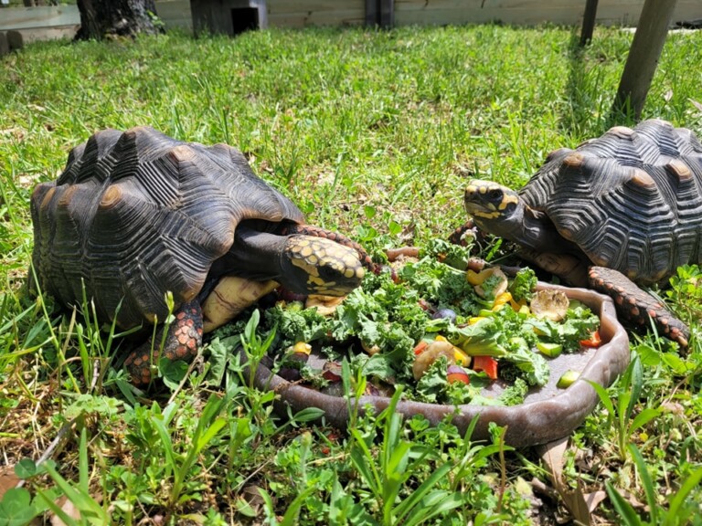 Red-footed Tortoises - Camp Hanover